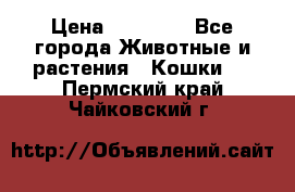 Zolton › Цена ­ 30 000 - Все города Животные и растения » Кошки   . Пермский край,Чайковский г.